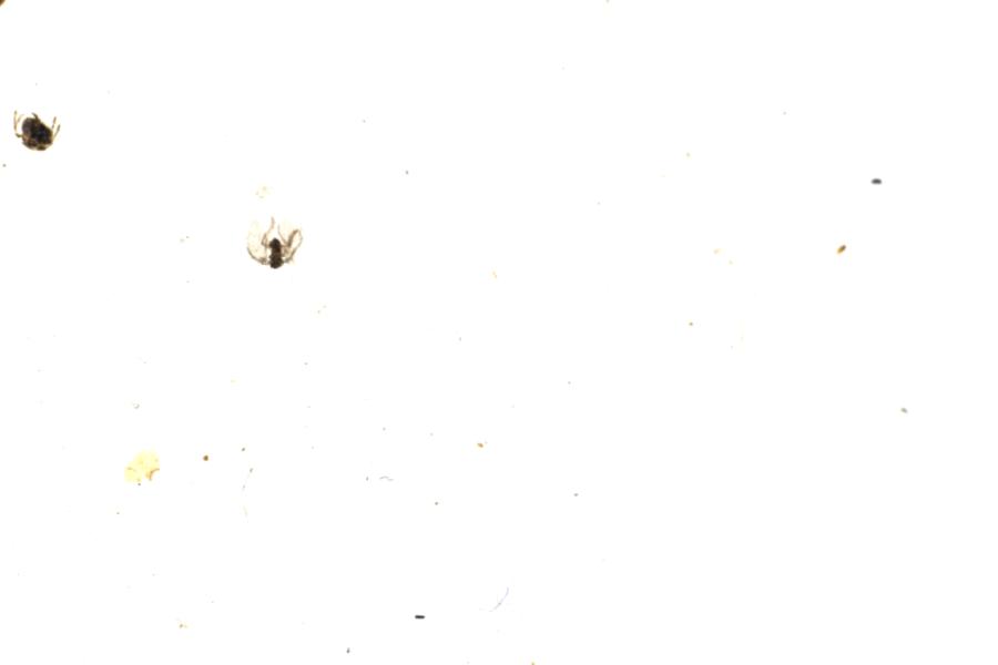 Image 39